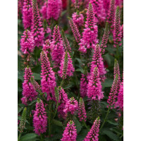 Przetacznik 'Bubblegum Candles' | Veronica spicata
