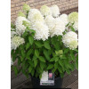 Hortensja bukietowa 'Magical Sweet Summer' | Hydrangea paniculata