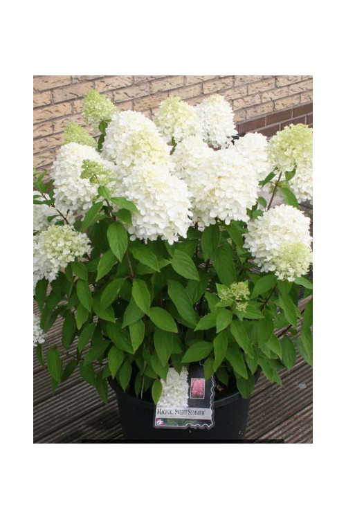 Hortensja bukietowa 'Magical Sweet Summer' | Hydrangea paniculata