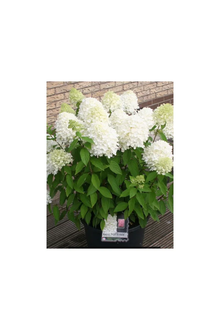 Hortensja bukietowa 'Magical Sweet Summer' | Hydrangea paniculata