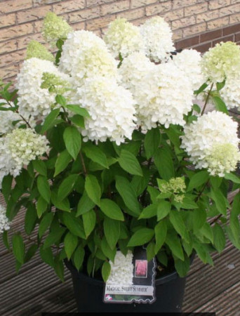 Hortensja bukietowa 'Magical Sweet Summer' | Hydrangea paniculata