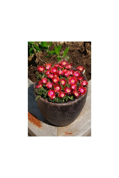 Słonecznica 'Jewel of Desert Garnet' | Delosperma