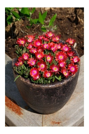Słonecznica 'Jewel of Desert Garnet' | Delosperma