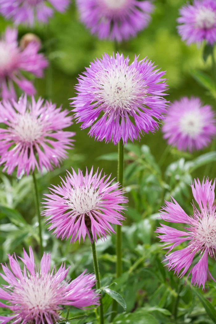 Chaber białawy | Centaurea daelbata