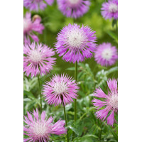 Chaber białawy | Centaurea daelbata