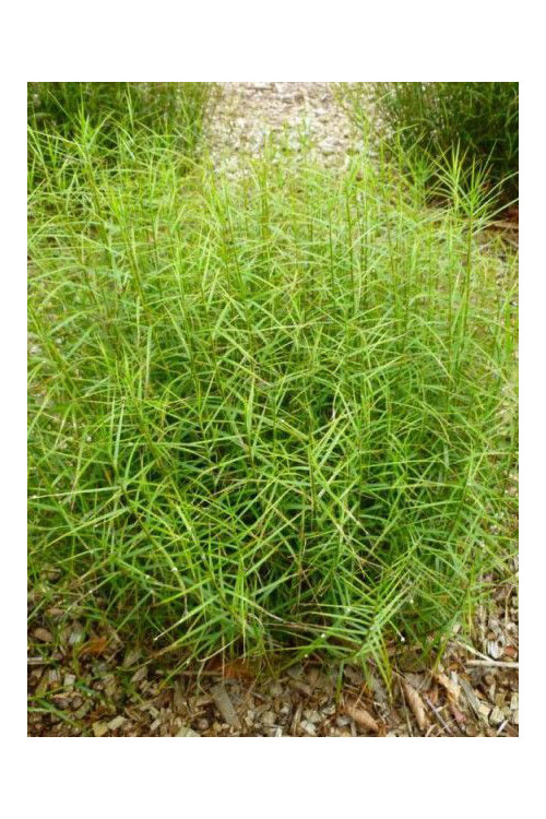 turzyca, turzyca morrowa, carex,