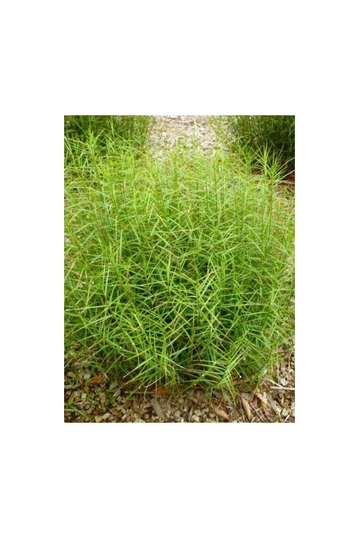 turzyca, turzyca morrowa, carex,