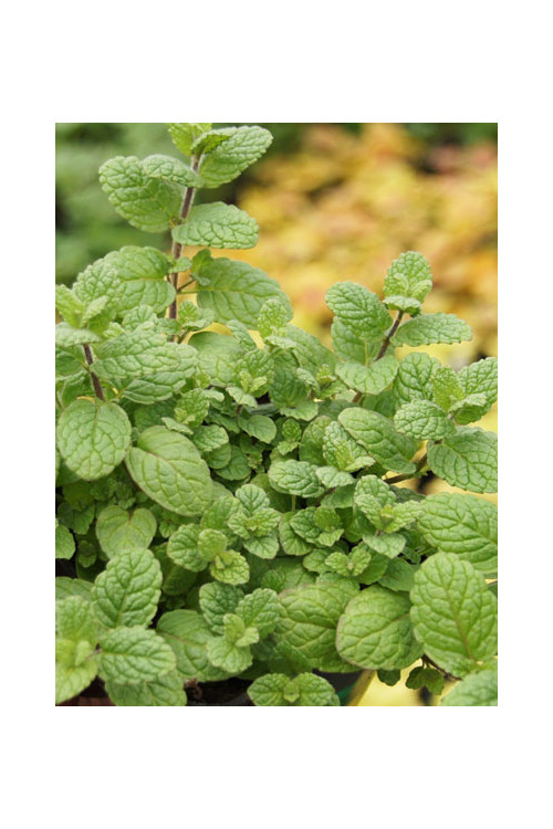 Mięta melonowa Mentha mela