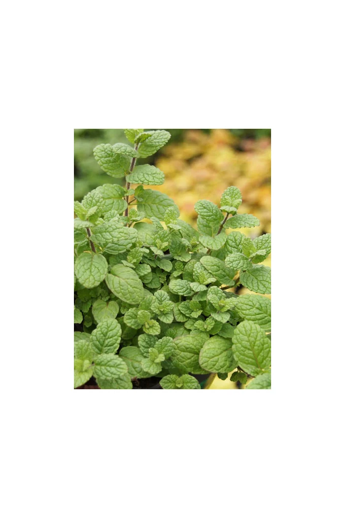 Mięta melonowa Mentha mela