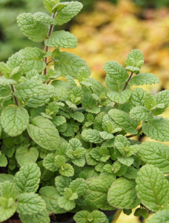 Mięta melonowa Mentha mela