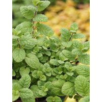 Mięta melonowa Mentha mela