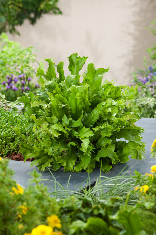 Języcznik zwyczajny 'Cristatum' | Phyllitis scolopendrium