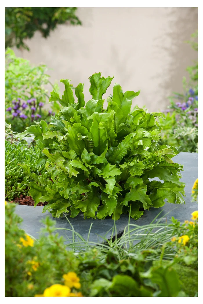 Języcznik zwyczajny 'Cristatum' | Phyllitis scolopendrium