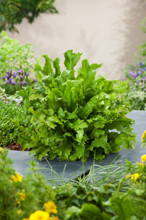 Języcznik zwyczajny 'Cristatum' | Phyllitis scolopendrium