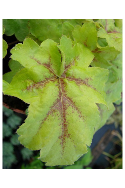 Żuraweczka (Żurawka) 'Gold Strike' Heucherella