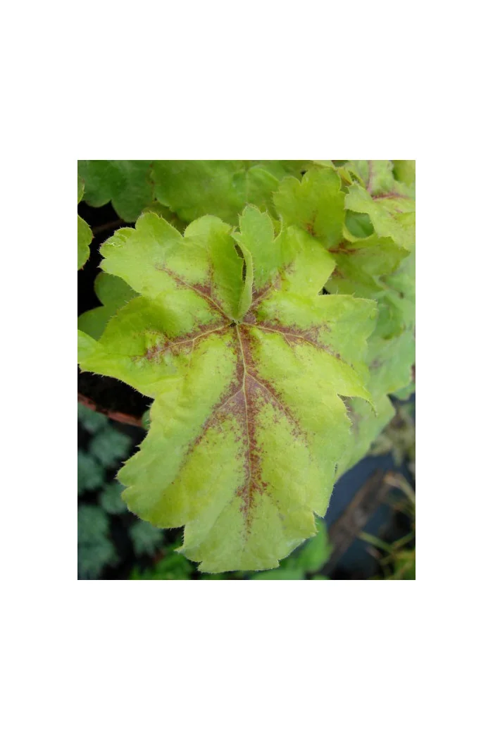 Żuraweczka (Żurawka) 'Gold Strike' Heucherella