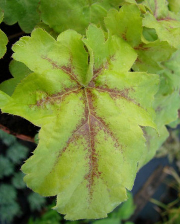 Żuraweczka (Żurawka) 'Gold Strike' Heucherella