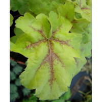 Żuraweczka (Żurawka) 'Gold Strike' Heucherella