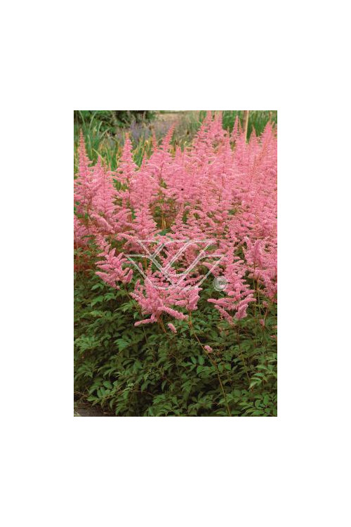 tawułka, tawułka arendsa, astilbe, astilbe arendsii, tawułka różowa, tawułka Calayeta