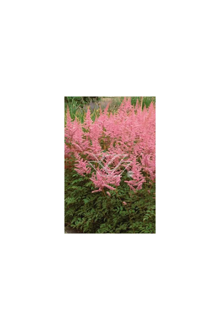 tawułka, tawułka arendsa, astilbe, astilbe arendsii, tawułka różowa, tawułka Calayeta