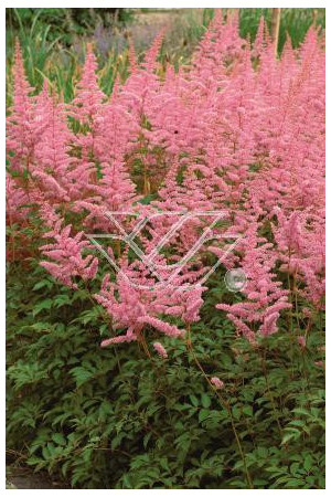 tawułka, tawułka arendsa, astilbe, astilbe arendsii, tawułka różowa, tawułka Calayeta