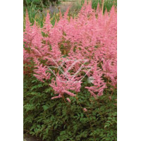 tawułka, tawułka arendsa, astilbe, astilbe arendsii, tawułka różowa, tawułka Calayeta