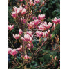 Magnolia pośrednia 'Alexandrina' Magnolia soulangeana