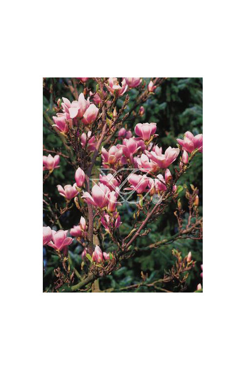 Magnolia pośrednia 'Alexandrina' Magnolia soulangeana