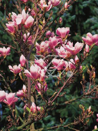 Magnolia pośrednia 'Alexandrina' Magnolia soulangeana