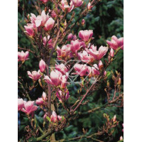 Magnolia pośrednia 'Alexandrina' Magnolia soulangeana