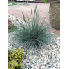 Kostrzewa sina 'Azurit' | Festuca glauca
