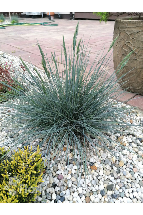 Kostrzewa sina 'Azurit' | Festuca glauca