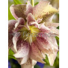Ciemiernik 'Double Crown Rose' Helleborus orientalis