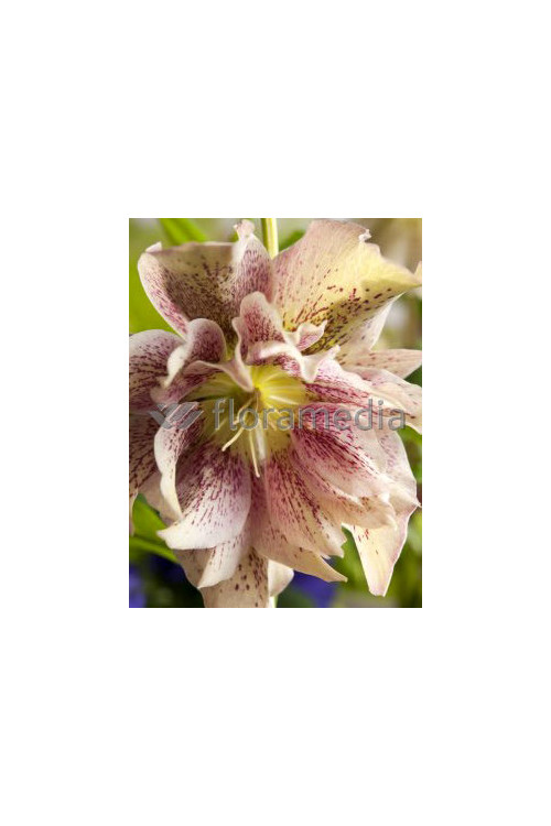 Ciemiernik 'Double Crown Rose' Helleborus orientalis