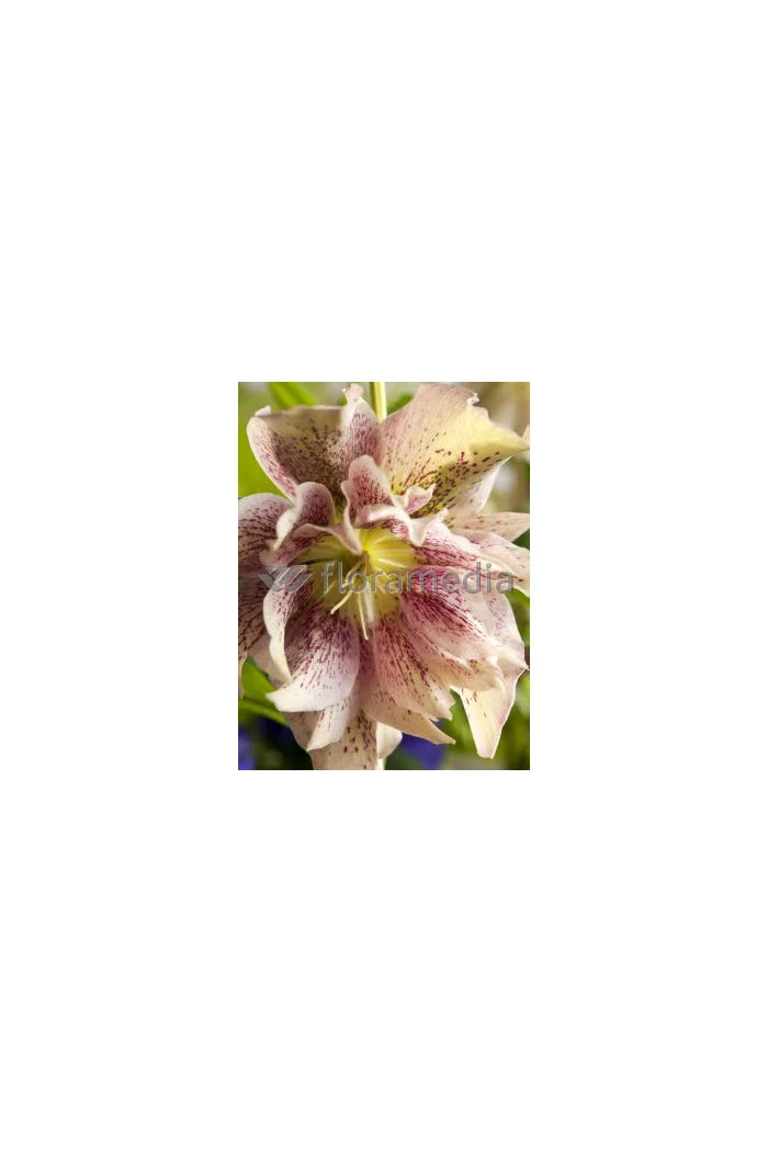 Ciemiernik 'Double Crown Rose' Helleborus orientalis