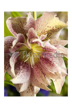 Ciemiernik 'Double Crown Rose' Helleborus orientalis