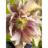 Ciemiernik 'Double Crown Rose' Helleborus orientalis