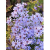 Aster sercolistny 'Little Carlow' | Aster cordifolius