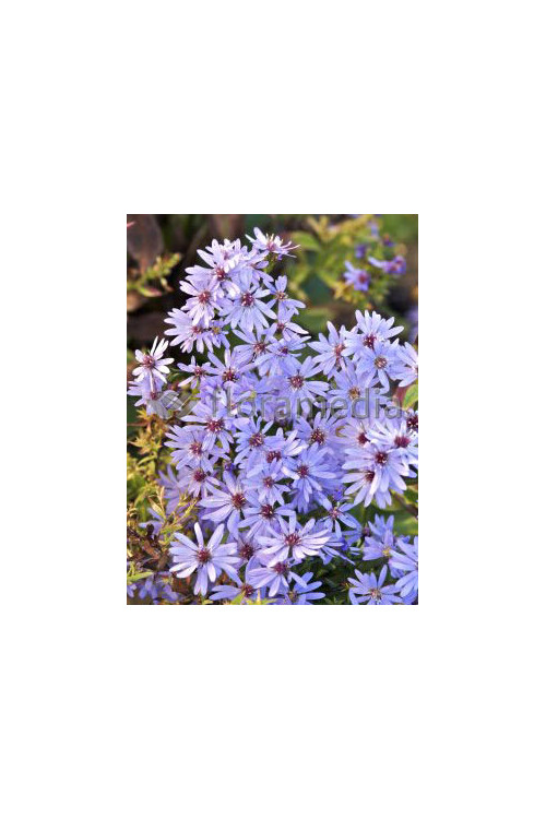 Aster sercolistny 'Little Carlow' | Aster cordifolius