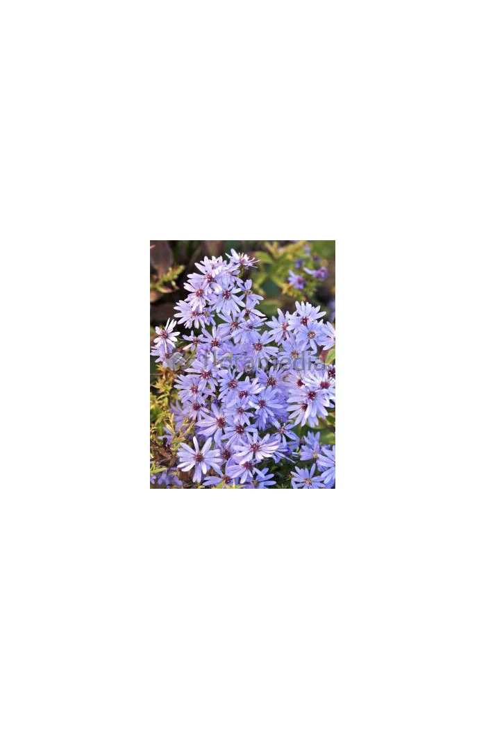 Aster sercolistny 'Little Carlow' | Aster cordifolius