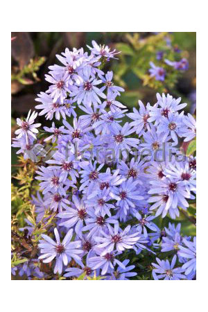 Aster sercolistny 'Little Carlow' | Aster cordifolius
