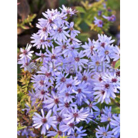 Aster sercolistny 'Little Carlow' | Aster cordifolius