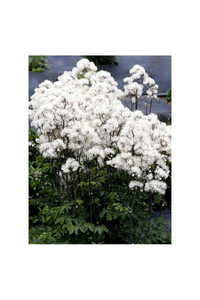 Rutewka 'Nimbus White' | Thalictrum