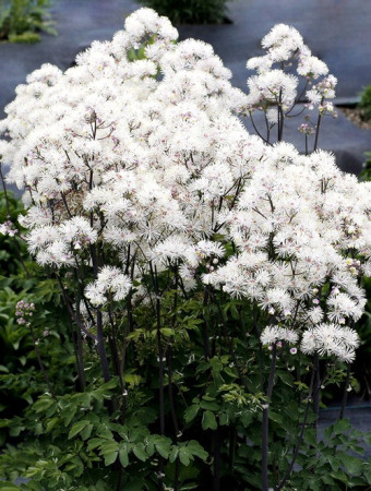 Rutewka 'Nimbus White' | Thalictrum
