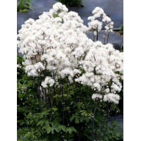 Rutewka 'Nimbus White' | Thalictrum