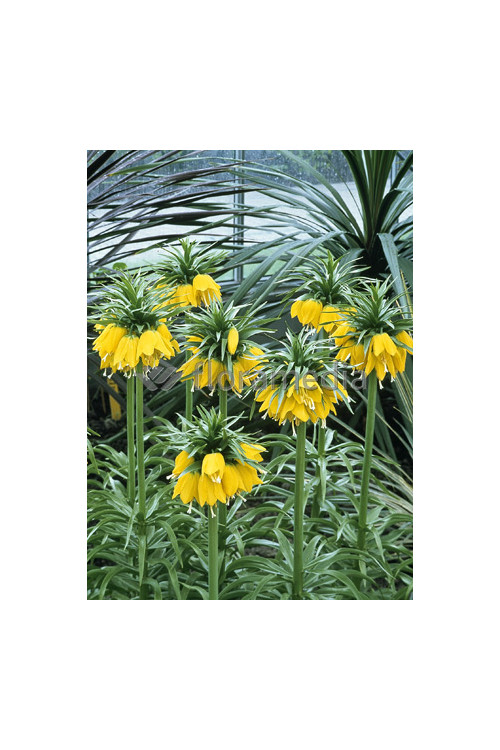 Cesarska korona 'Early Sensation' Fritillaria imperialis