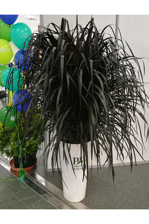 Rozplenica Słoniowa 'Vertigo' | Pennisetum purpureum