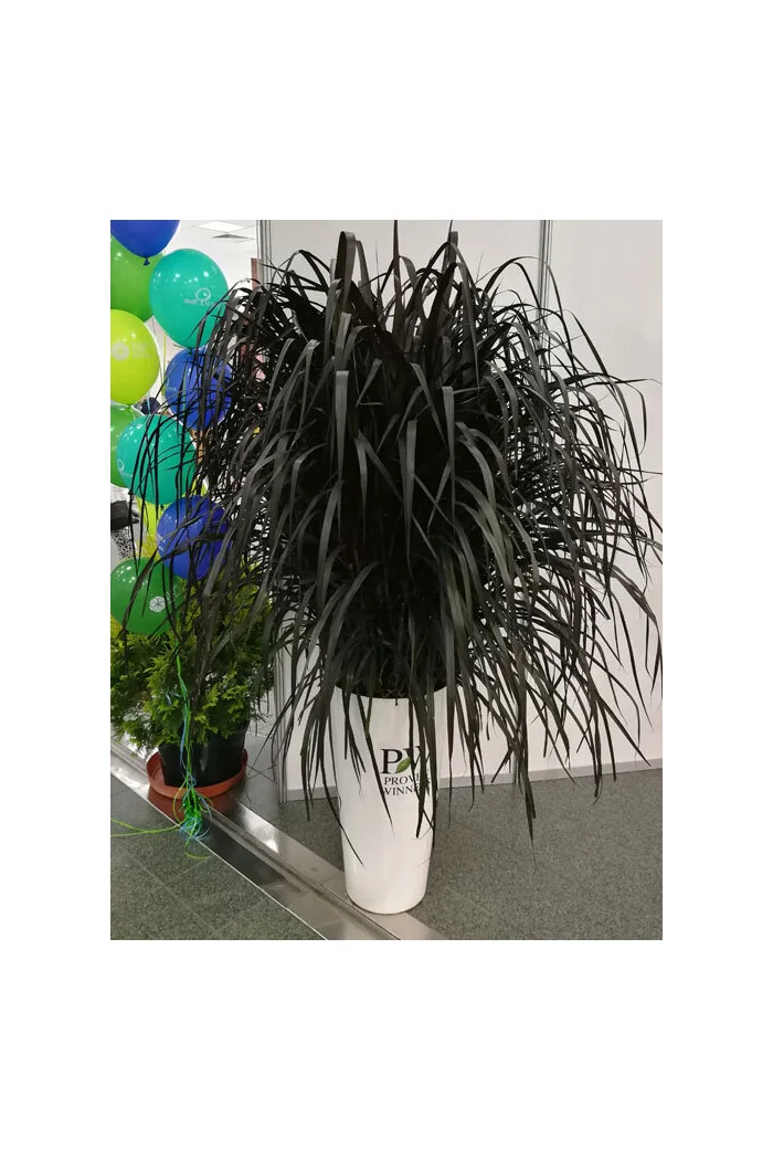 Rozplenica Słoniowa 'Vertigo' | Pennisetum purpureum