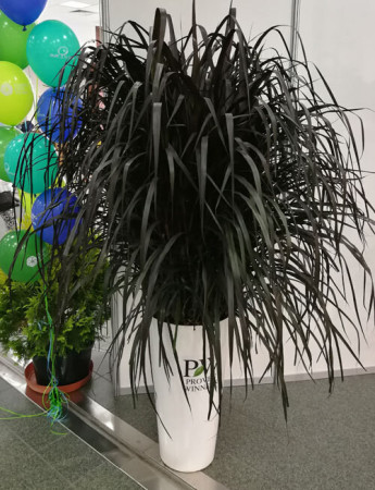 Rozplenica Słoniowa 'Vertigo' | Pennisetum purpureum