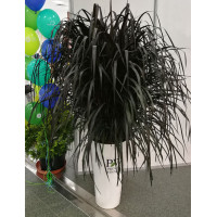 Rozplenica Słoniowa 'Vertigo' | Pennisetum purpureum